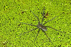 Amazonia Prints: Fishing Spider (Dolomedes sp. ) adult