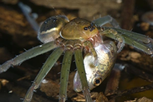 Fishing Spider (Dolomedes sp. ) adult, feeding on tadpole prey, Los Amigos Biological Station, Madre de Dios, Amazonia, Peru