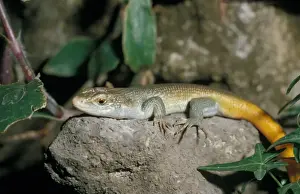 Lizards Prints: Five-lined Skink (Eumeces fasciatus) close-up - on rock