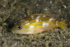 Indopacific Prints: Five-lined Snapper (Lutjanus quinquelineatus) juvenile