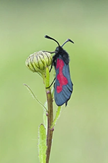 Spot Prints: Five-spot Burnet Moth (Zygaena trifolii) adult
