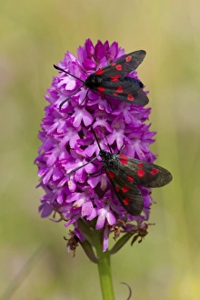 Five-spot Burnet Moth (Zygaena trifolii) two adults, resting on Pyramidal Orchid (Anacamptis pyramidalis) flowerspike