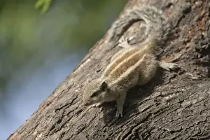 Five-striped Palm Squirrel (Funambulus pennantii) adult, decending tree trunk, Keoladeo Ghana N. P. (Bharatpur), Rajasthan, India