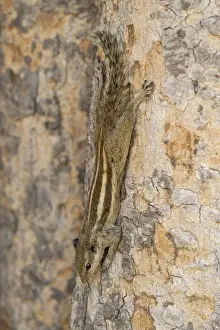Five-striped Palm Squirrel (Funambulus pennantii) adult, descending tree trunk, Delhi, India, March