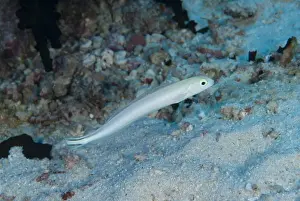 Maluku Prints: Flagtail Blanquillo (Malacanthus brevistoris) adult