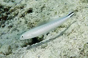 Flagtail Blanquillo (Malacanthus brevistoris) adult, swimming, Southwest Reong, Wetar Island, Barat Daya Islands