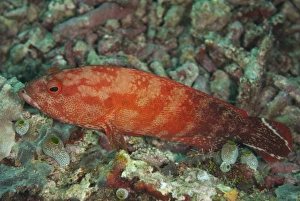 Sipadan Prints: Flagtail Grouper (Cephalopholis urodeta) adult