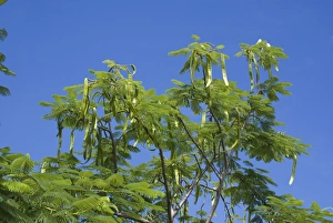 Lesser Antilles Prints: Flamboyant Tree (Delonix regia) leaves and seedpods