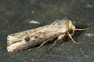 The Flame (Axylia putris) adult, Powys, Wales, July