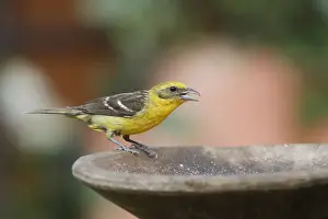 Costa Rican Prints: Flame-colored Tanager (Piranga bidentata) adult female