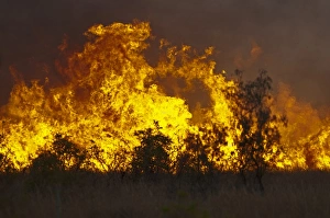 Burning Prints: Flames of burning bush fire, near Charters Towers, Queensland, Australia