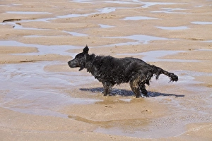 Canis Prints: Flat coated Retriever bitch shaking water after being in the sea