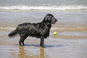 Canis Prints: Flat coated Retriever dropping ball in the sea