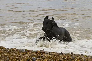 Coated Prints: The Flat-Coated Retriever is a gundog breed originating from the United Kingdom