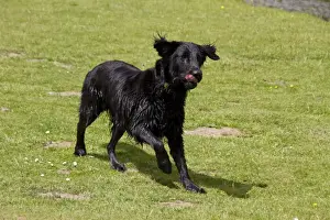 The Flat-Coated Retriever is a gundog breed originating from the United Kingdom