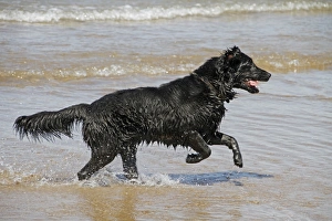 Flat coated Retriever running in the sea