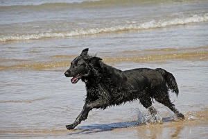 Flat coated Retriever running in the sea