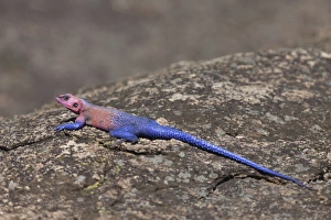Serengeti Prints: Flat-headed Rock Agama (Agama mwanzae) adult male