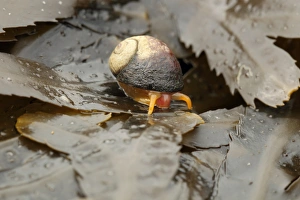 Flat Periwinkle (Littorina obtusata) adult, on wrack fronds, Kimmeridge, Isle of Purbeck, Dorset, England, March