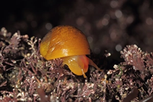 Mollusc Prints: Flat Periwinkle (Littorina obtusata) adult, Kimmeridge Bay, Dorset, England, January