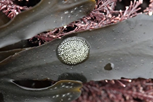 Fronds Prints: Flat Periwinkle (Littorina obtusata) eggs