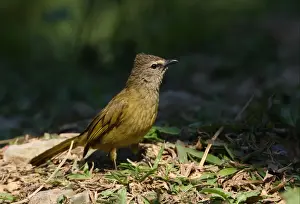 Flavescent Bulbul (Pycnonotus flavescens vividus) adult, standing on ground, Kaeng Krachan N. P. Thailand, february