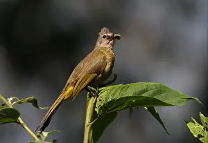 Flavescent Bulbul (Pycnonotus flavescens vividus) adult, with food in beak, perched on bush, Kaeng Krachan N. P. Thailand, february