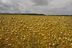S Eed Prints: Flax (Linum usitatissimum) crop