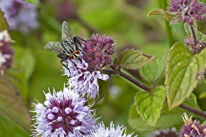 Flesh Fly (Sarcophaga carnaria) adult, feeding on Mint (Mentha sp. ) flowers, Warwickshire, England, august