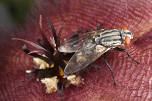 Meat Prints: Flesh Fly (Sarcophaga carnaria) adult female