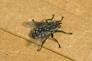 August Prints: Flesh fly, Sarcophaga carnaria, adult fly