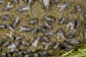 Muck Prints: Flesh Fly (Sarcophaga sp. ) adults, mass covering cow dung, Auvergne, France, July