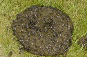 Muck Prints: Flesh Fly (Sarcophaga sp. ) and Noon Fly (Mesembrina sp)