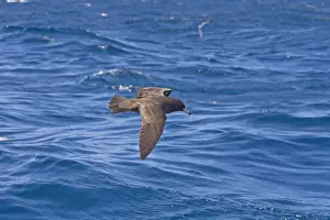 Shearwater Prints: Flesh-footed Shearwater (Puffinus carneipes) adult