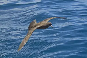 Flesh-footed Shearwater (Puffinus carneipes) adult, in flight over sea, New Zealand, november