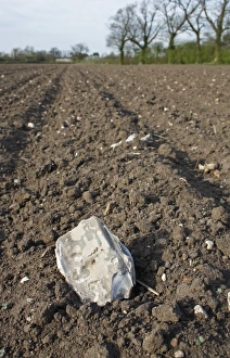 Stones Prints: Flint on soil of cultivated arable field, Bacton, Suffolk, England, april