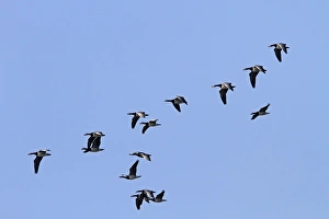 Flock of Barnacle geese flying on Islay