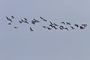 Islay Prints: flock of barnacle geese on Islay