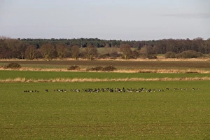 Geese Prints: Flock of Brent Geese feeding in field of winter wheat