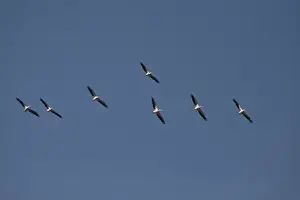 Eastern Prints: Flock of Eastern or Great White Pelicans - Okavango Delta, Botswana