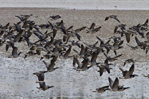 Islay Prints: Flock of flying Barnacle Geese on Islay - Scotland