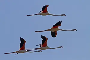 Donana Prints: Flock of Greater Flamingos flying, Coto Donana, Spain