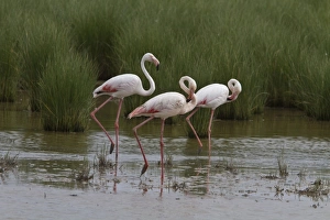 Donana Prints: Flock of Greater Flamingos wading in marsh land, Coto Donana, Spain