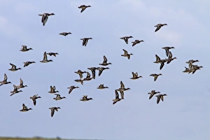 Teal Prints: Flock of mainly Teal with a few Wigeon flying, North Norfolk