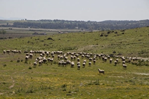 Spain Prints: Flock of Merino Sheep - Extremadura Spain