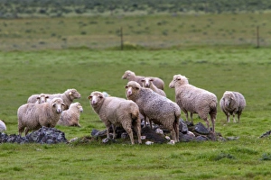 Flock of Merino Sheep - Extremadura Spain