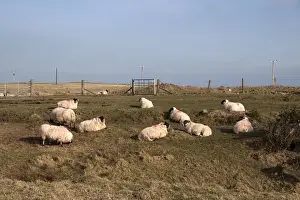 Fence Prints: Flock of Scottish Blackface domestic sheep with red fleece makings on Islay Scotland