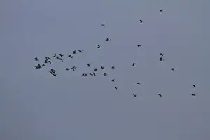 Migration Prints: Flock of winter Eurasian Curlew flying over marshland north Norfolk