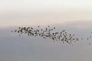 Knot Prints: Flock of wintering Red Knot at Snettisham, North Norfolk