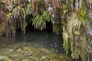Quarry Prints: Flooded adit with ferns growing on rocks in abandoned slate mine